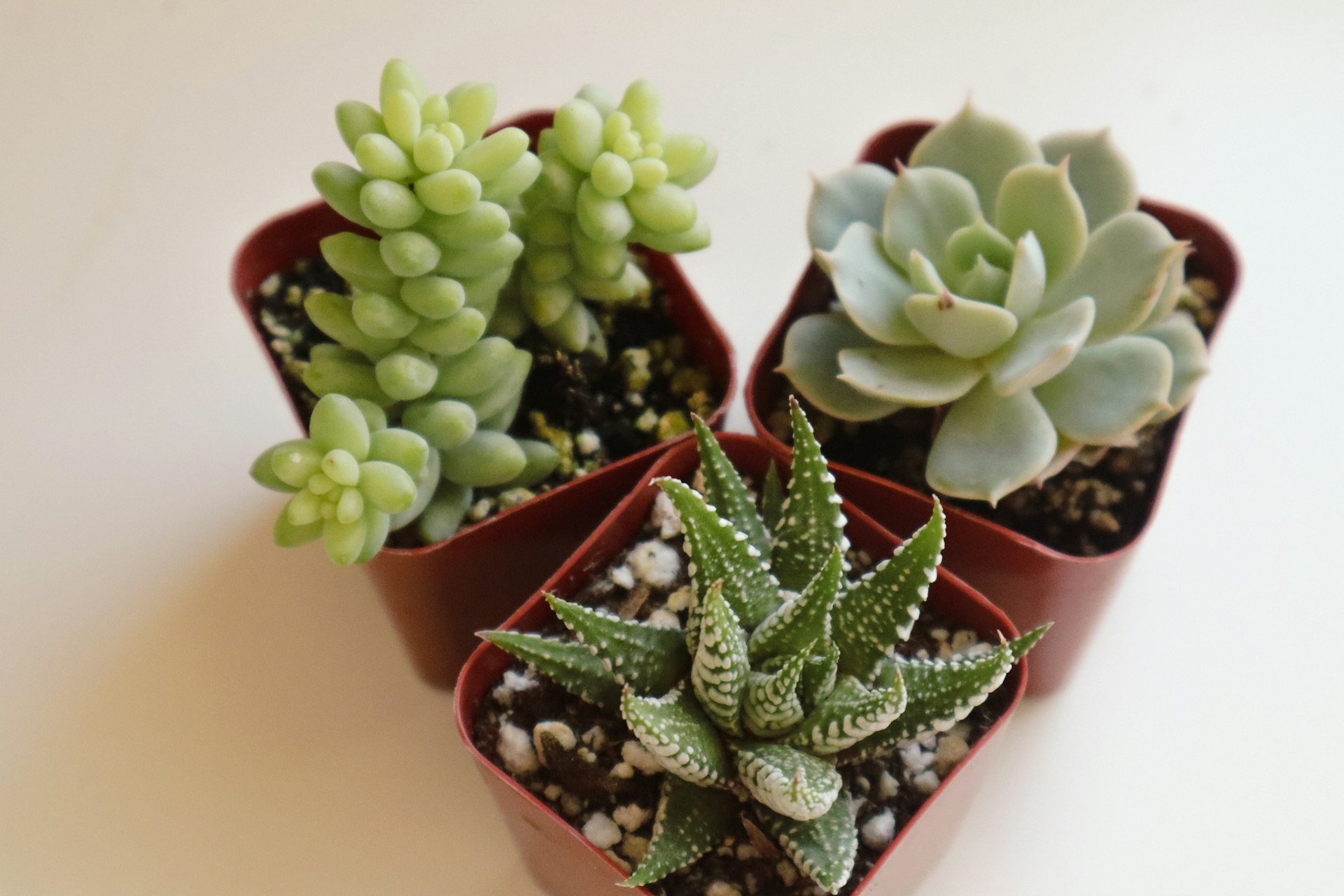 three potted plants sitting on top of a table